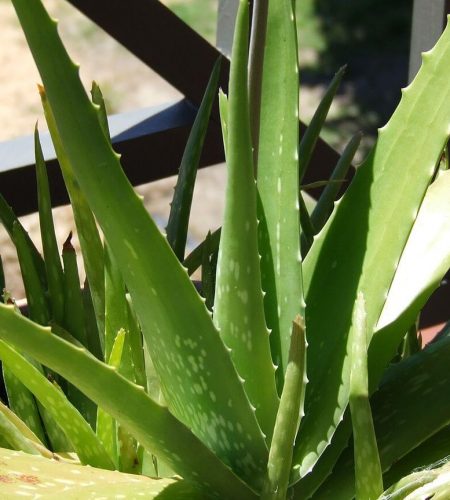 Aloe_Vera